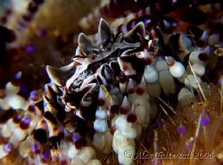 Zebra crab on fire urchin... very cute little guy !! by Alex Tattersall 